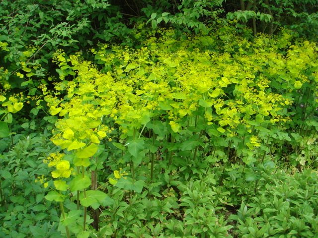 Smyrnium perfoliatum (2)